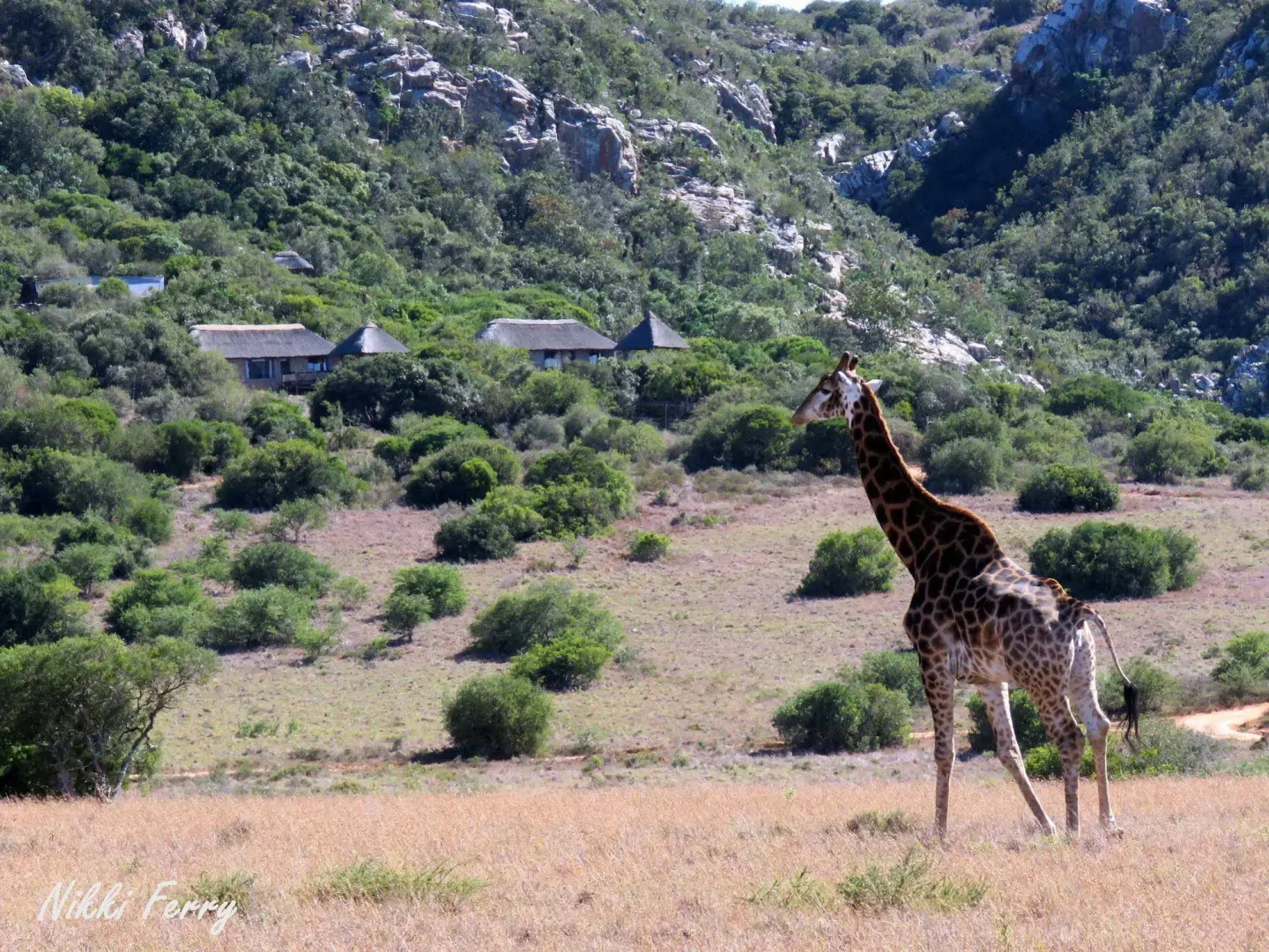 Woodbury Lodge - Amakhala Game Reserve