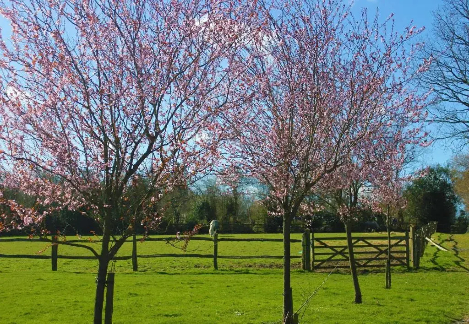 Hopgarden Glamping - Luxury 6m bell tent
