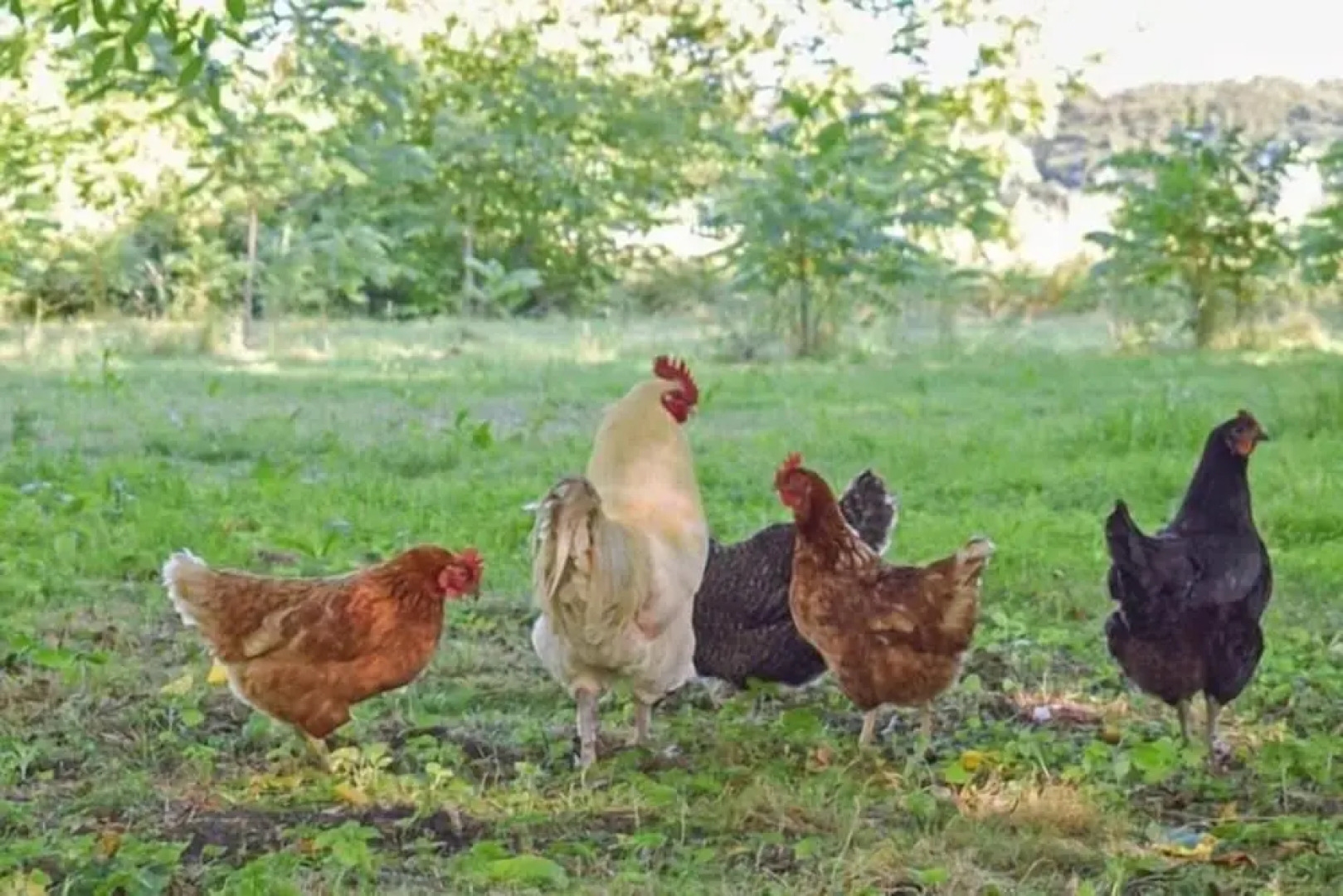 Red Lodge Country House