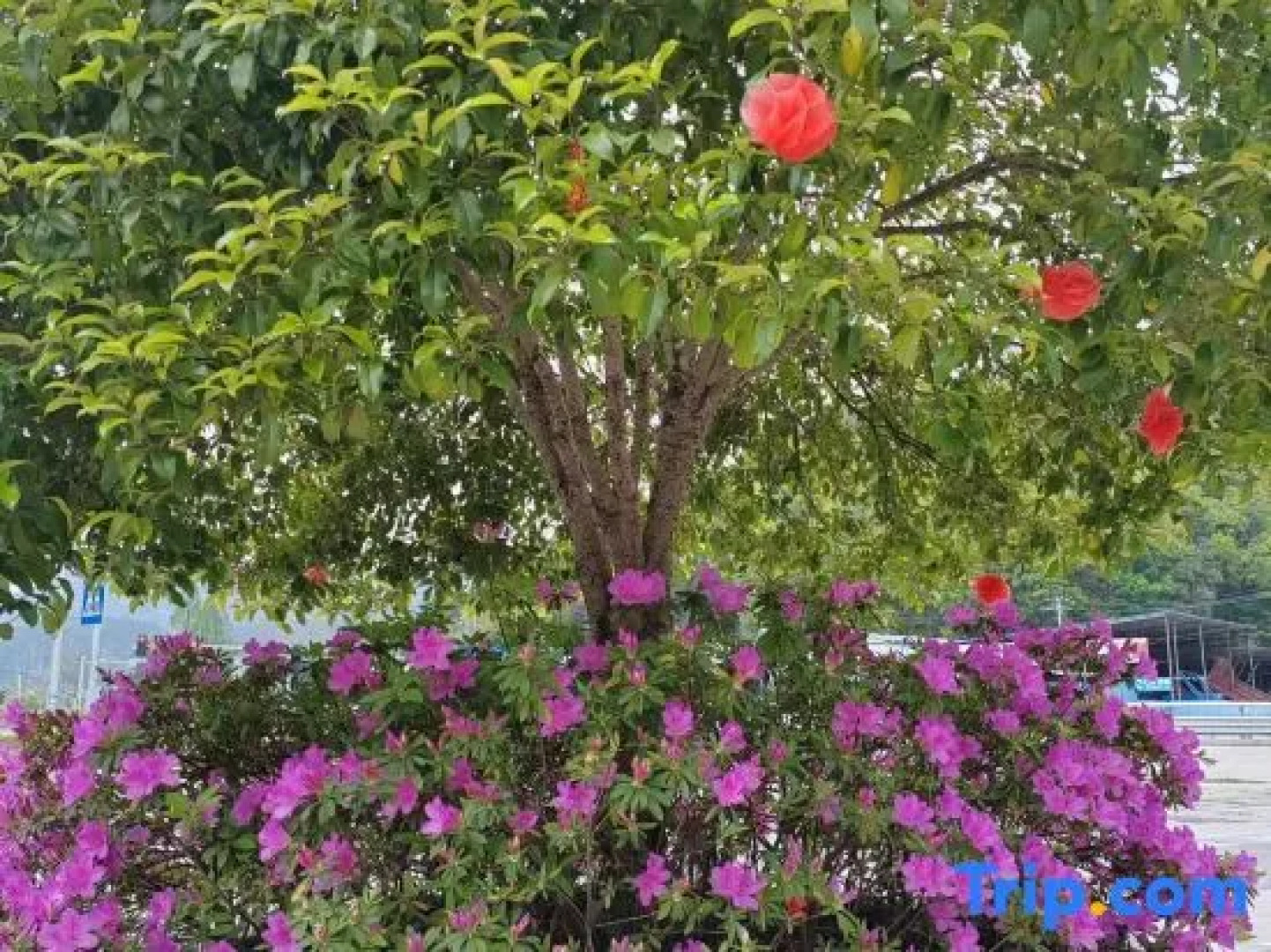 GreenTree Inn Express Sanming Ninghua Bus Station