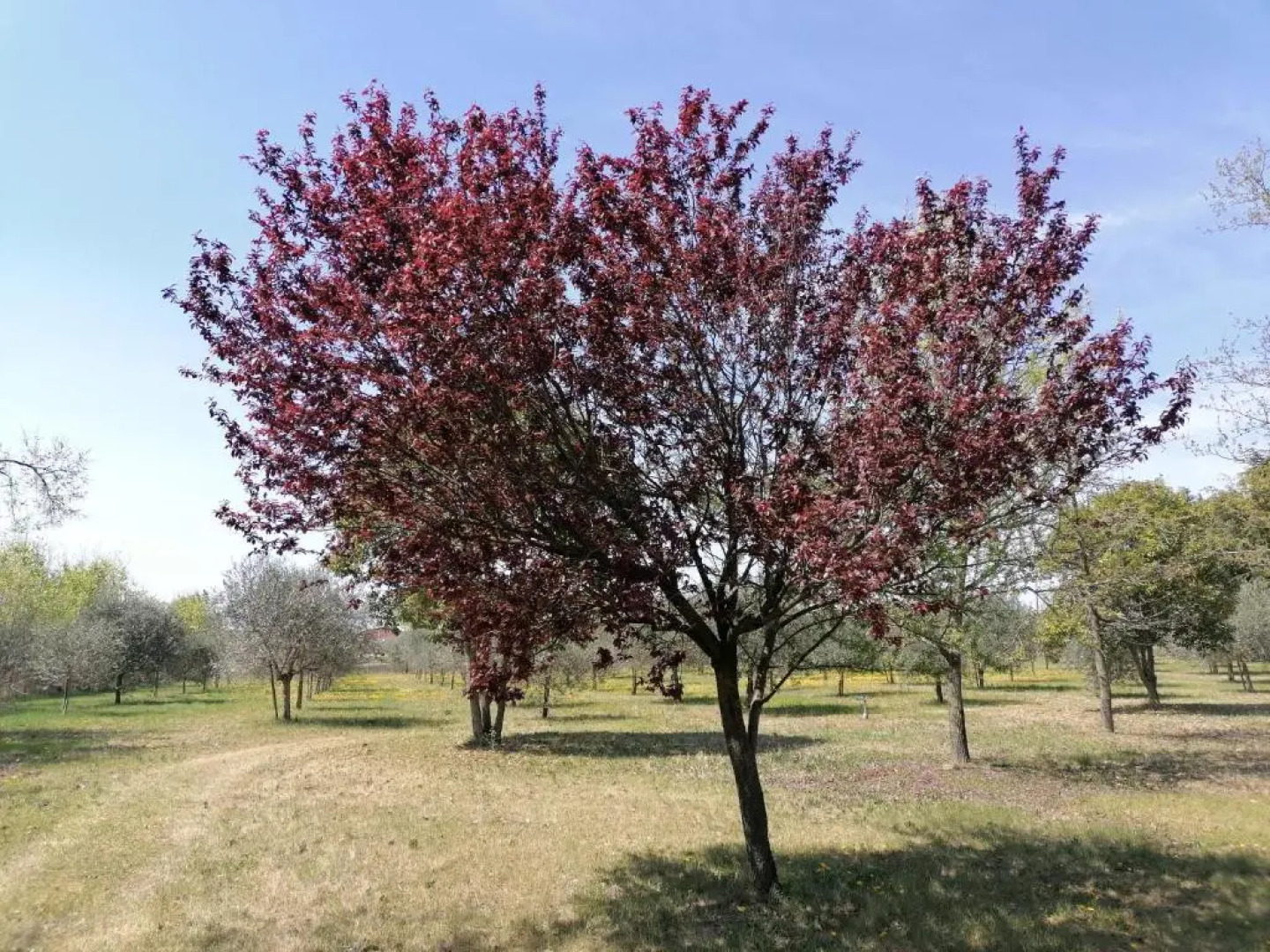 Apartment Colombare Teboi