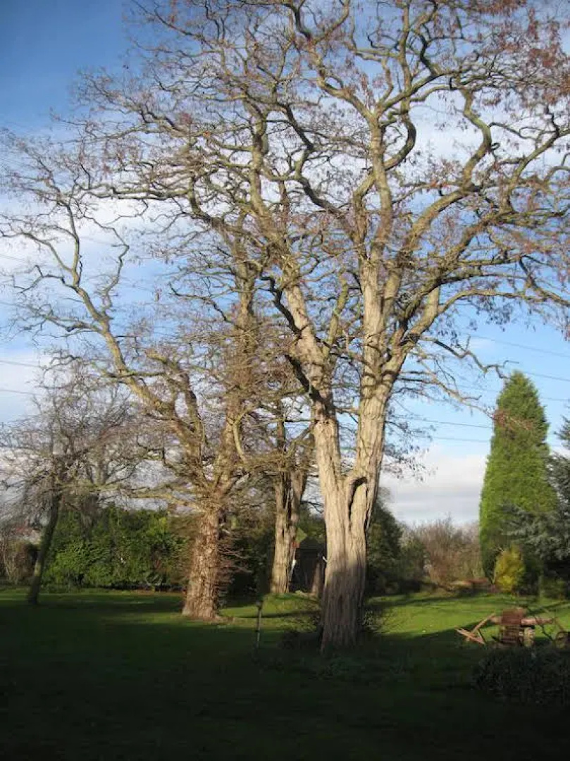 Woodshoot B&B