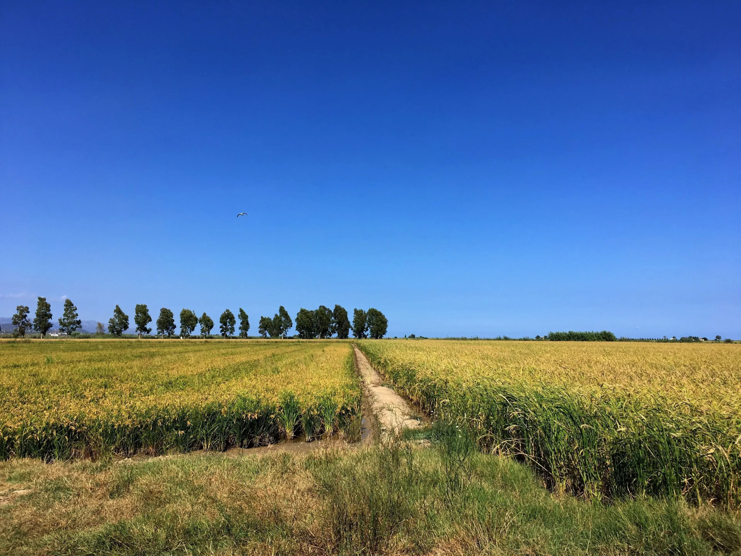 Bonito loft en L'Ampolla