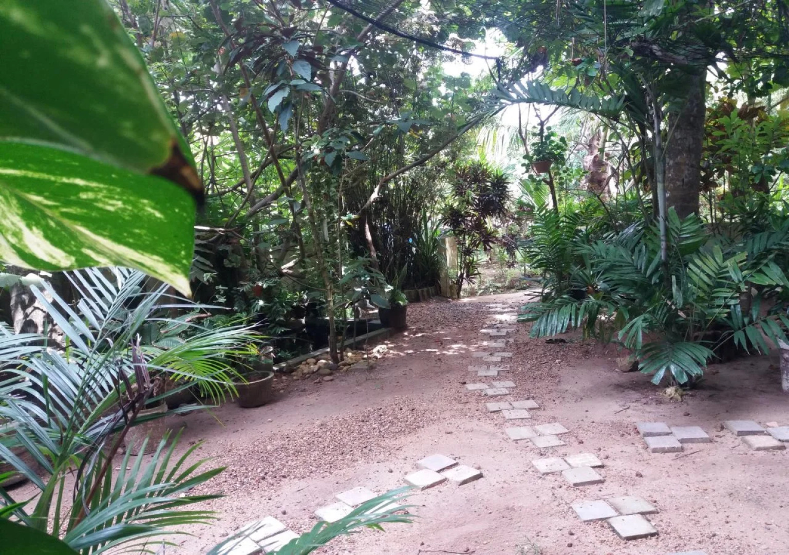 Peacock Wings Guest House