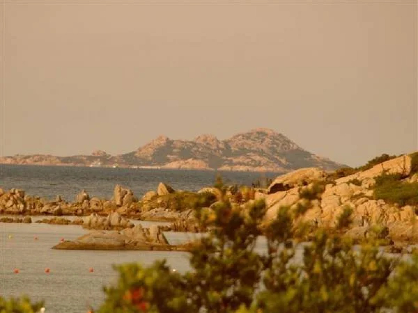 Asfodeli di Marinella