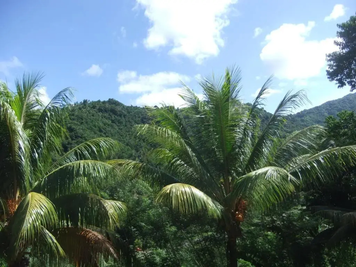 Serenity Lodges Dominica
