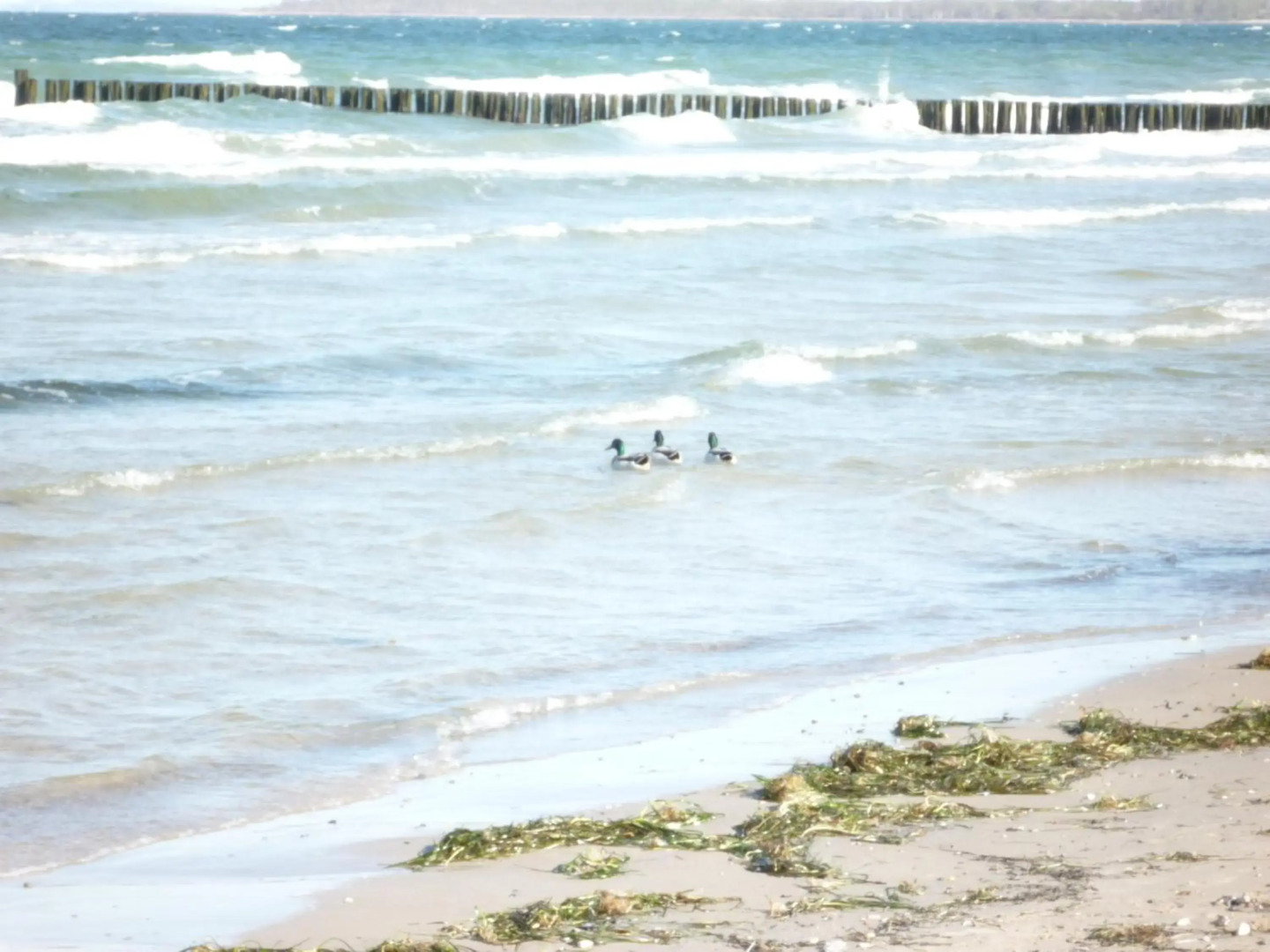 Villa Arosa Ostseetraum