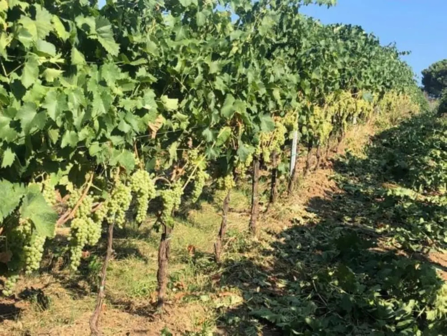 Le Scuderie di Villa Montalto