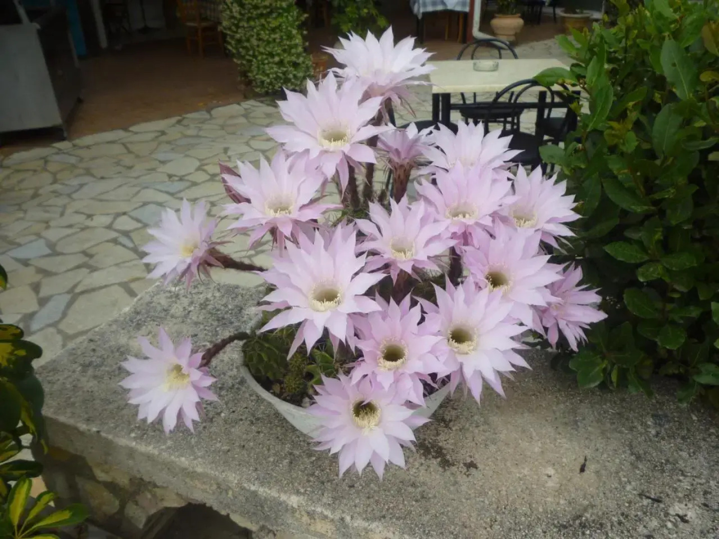 Babis Taverna & Rooms