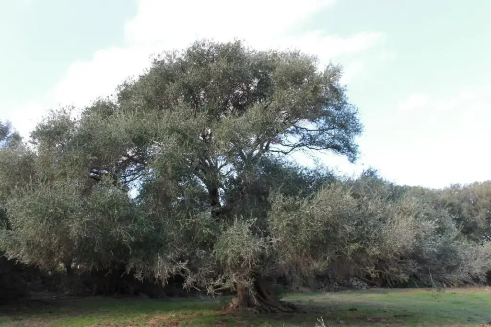 Stazzo Gallurese La Cugara