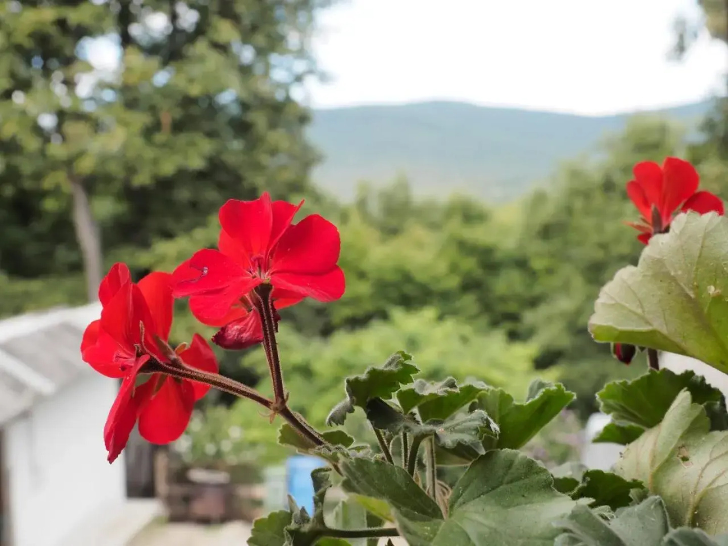 Rókabérc Vadászház