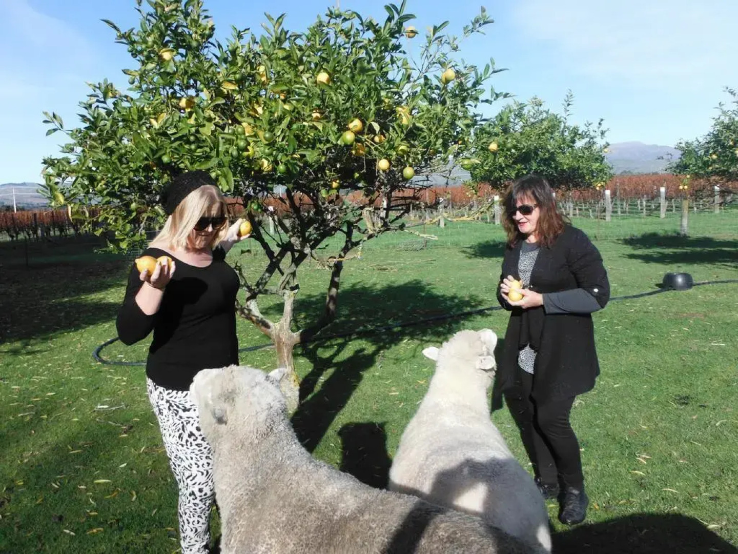 St Leonards Vineyard Cottages