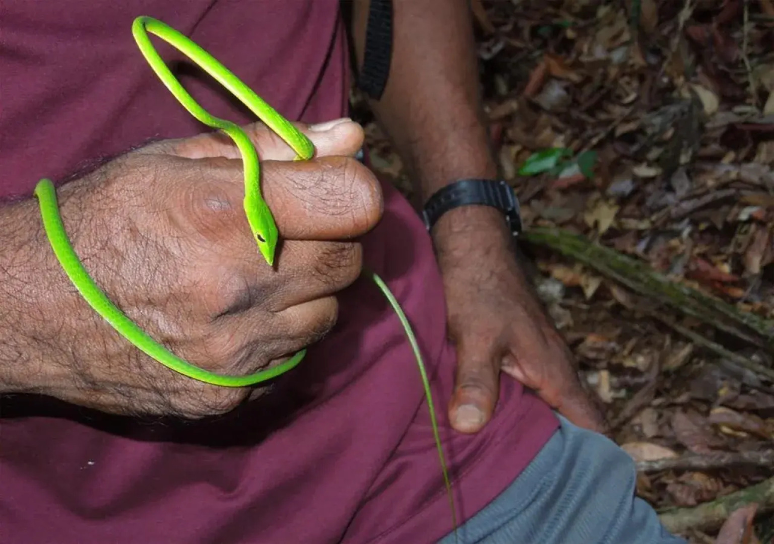 Eco Villa - Sinharaja