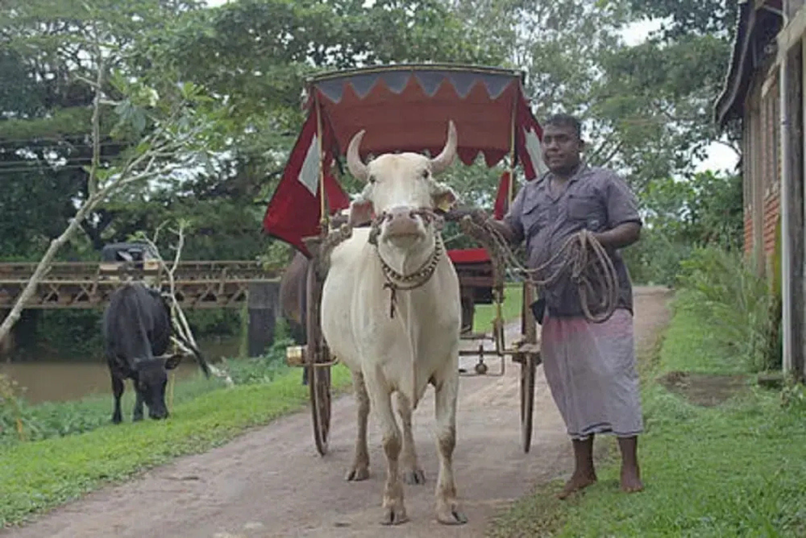 White Peacocks and Birds Resort