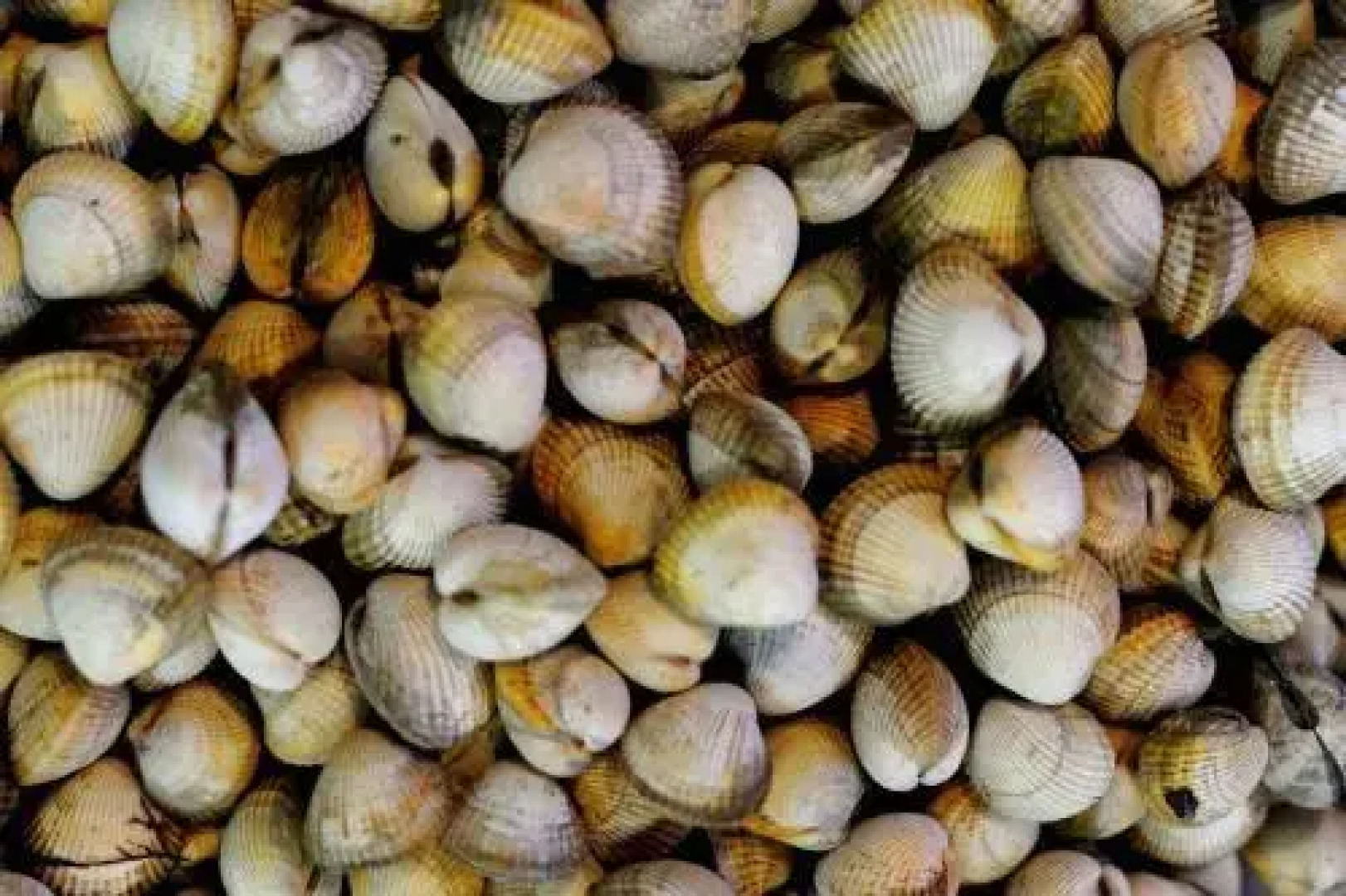 Hotel Restaurante Elisardo