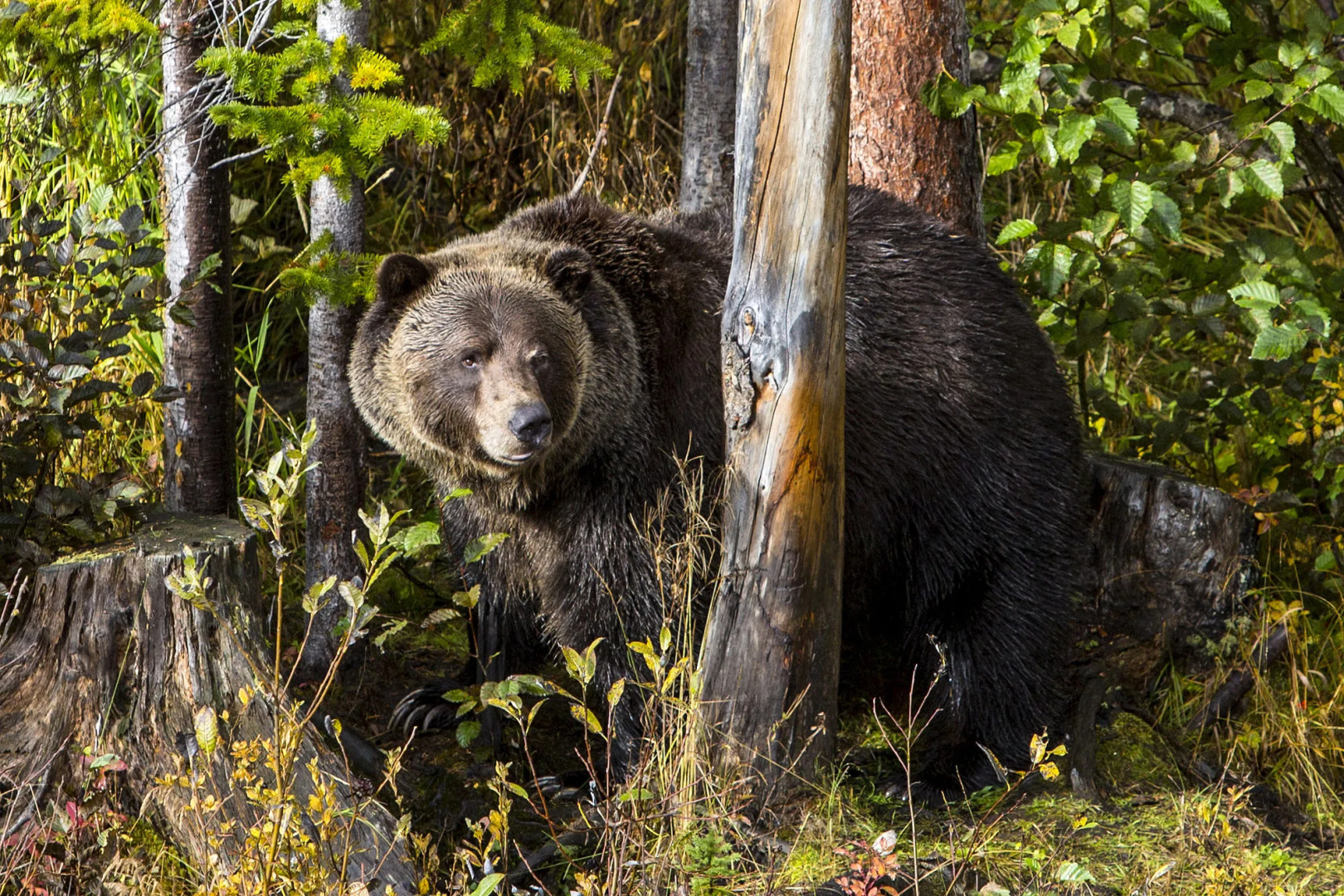 Aspens at Kicking Horse Mountain Resort