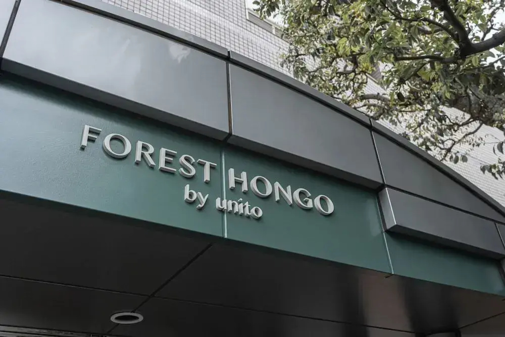Forest Hongo By Unito