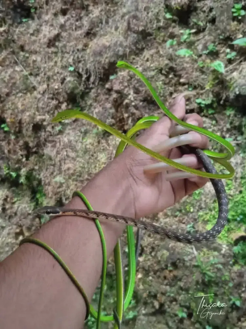 Sinharaja Serenity Retreat