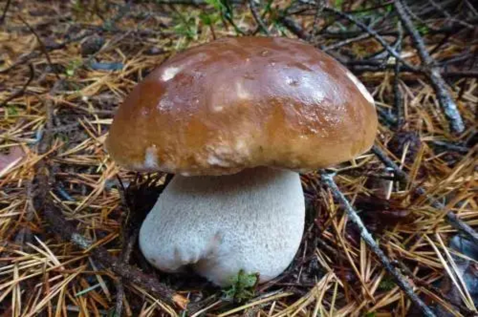 Hotel Restaurant Aux Bruyères