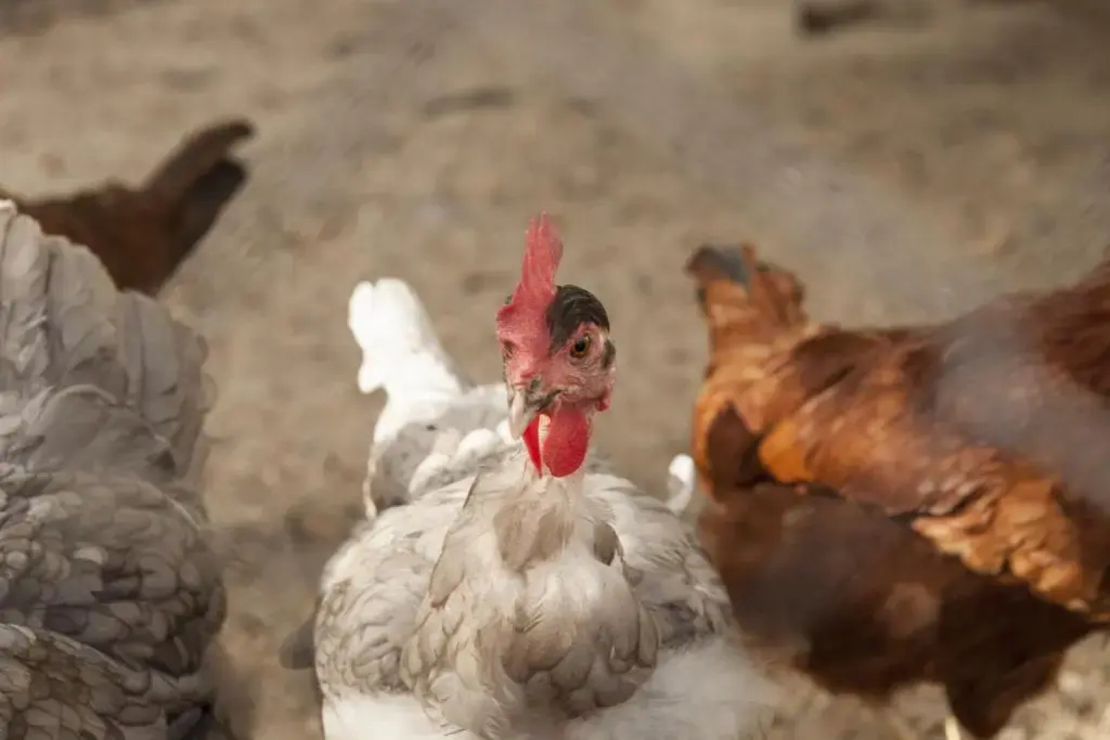 Cortijo La Algallumbilla