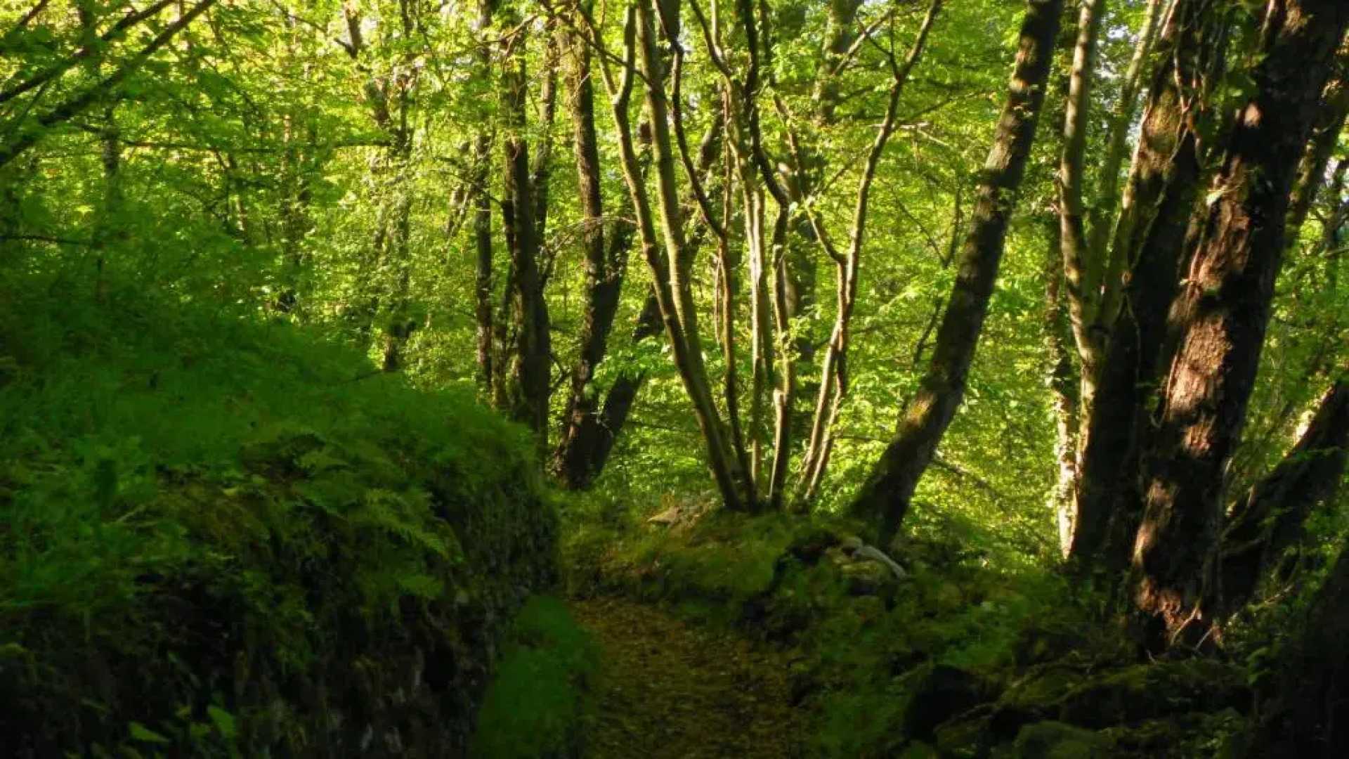 Balcony Lake View Apartment