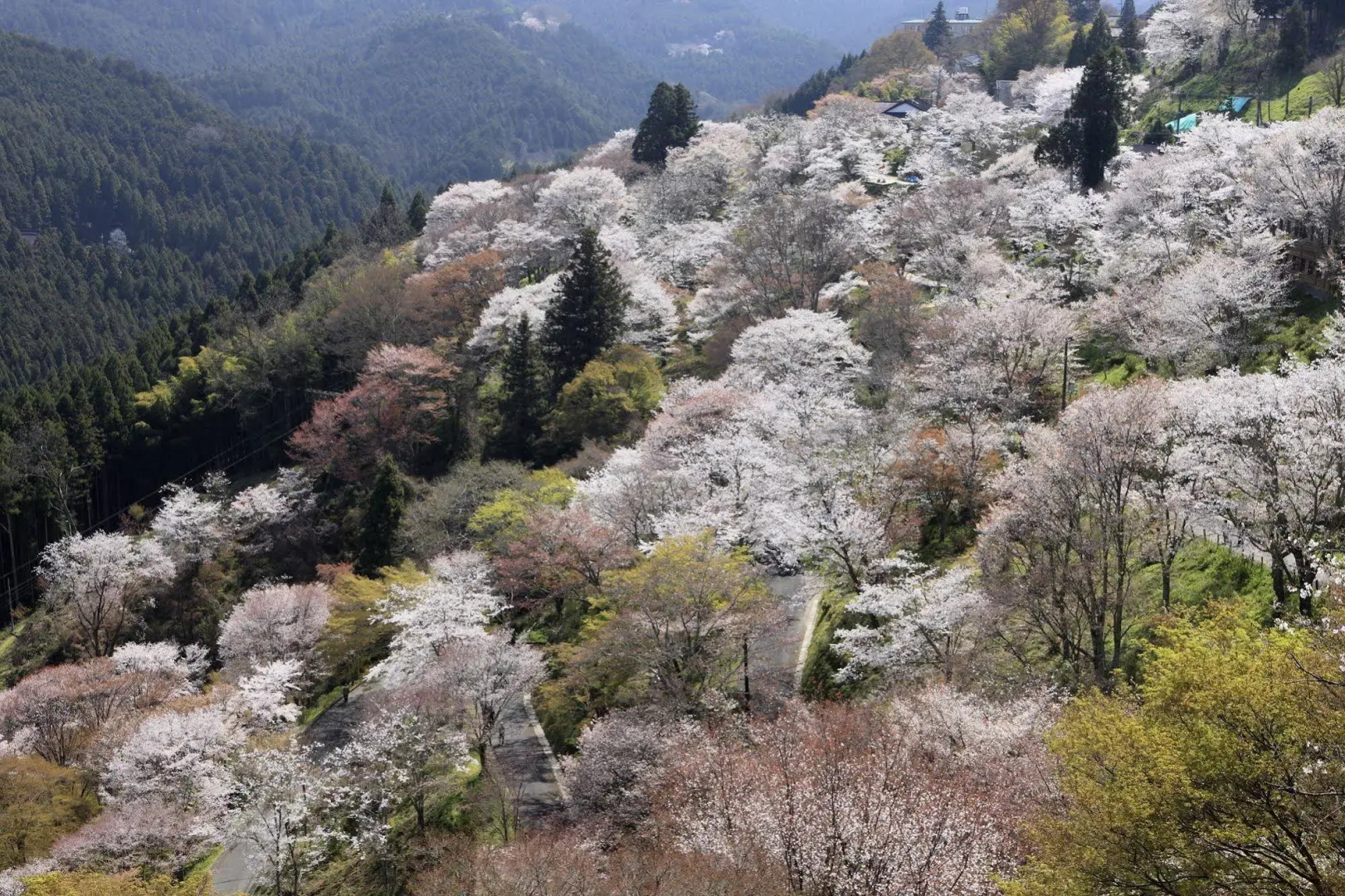 Ryokan Kato - Yoshino