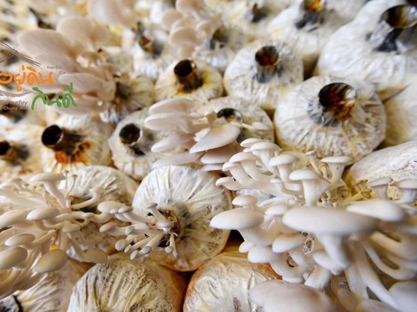 Youdin Kindee Farmstay