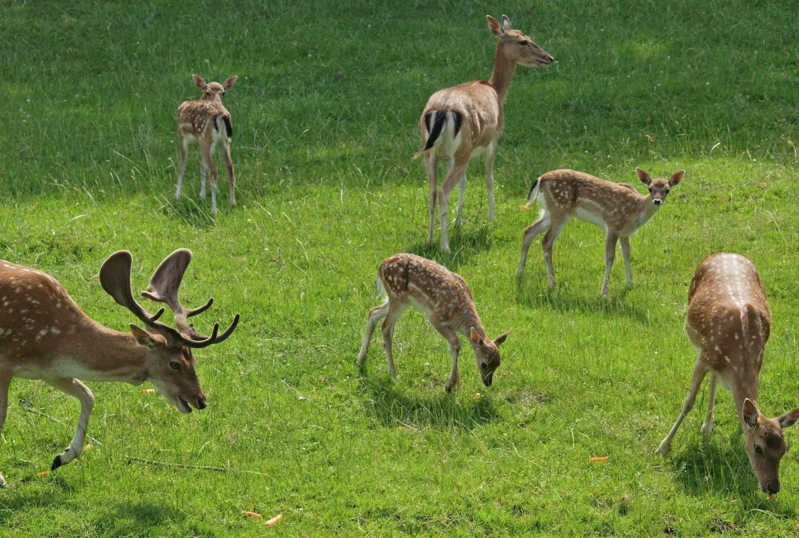 Waldhotel Felsenkeller