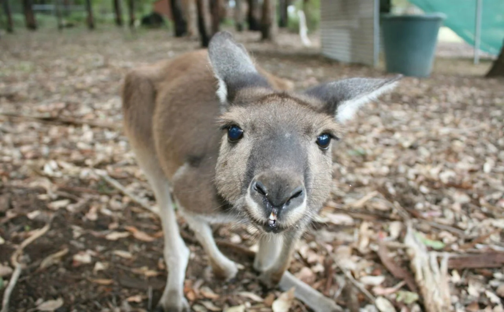 Diamond Forest Farm Stay