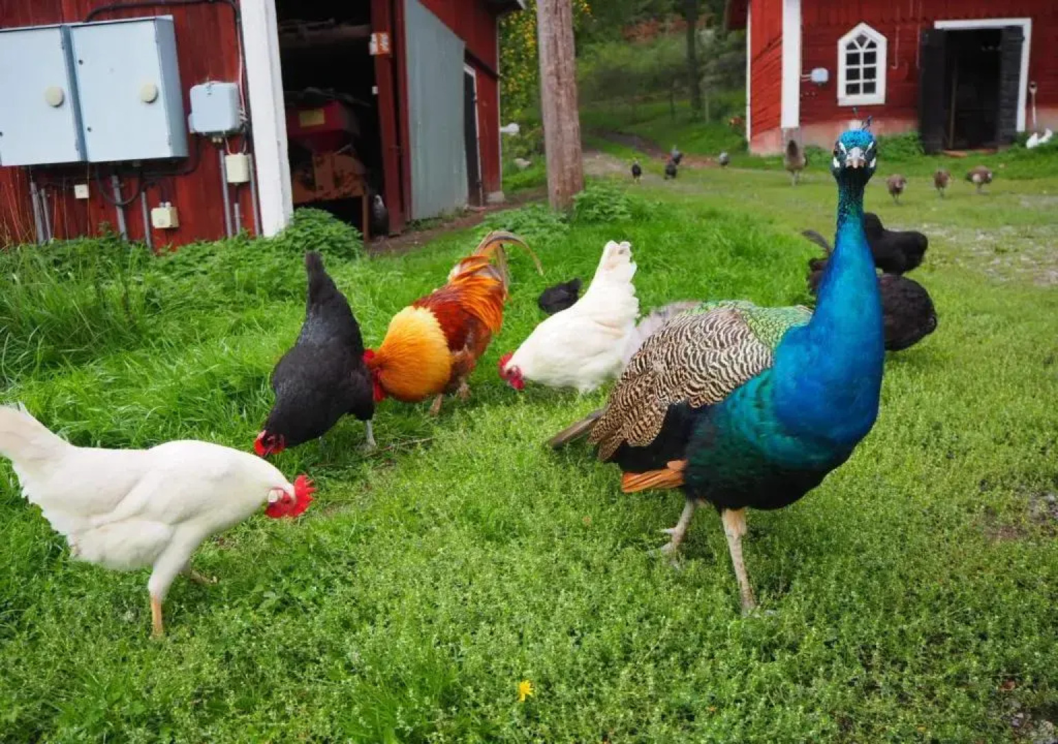 Häradssätter Gård