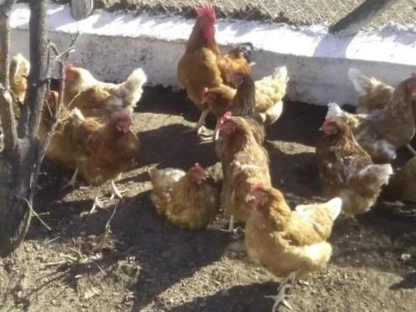 Bioagriturismo Sant'Elia