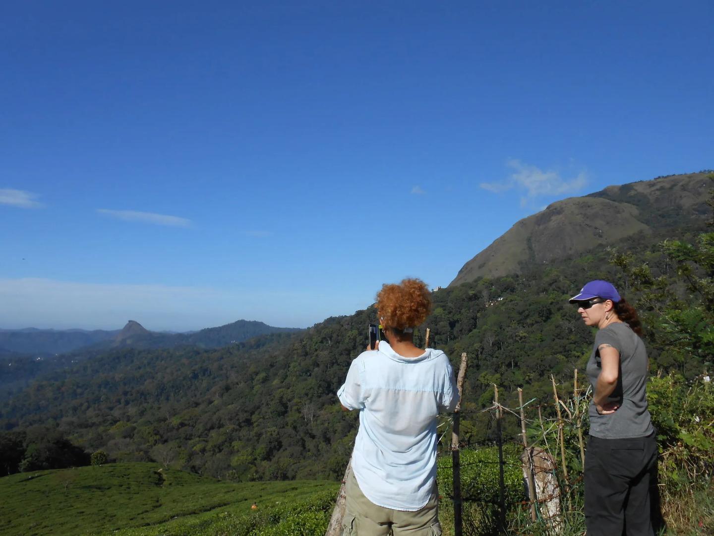 Tea Harvester Munnar