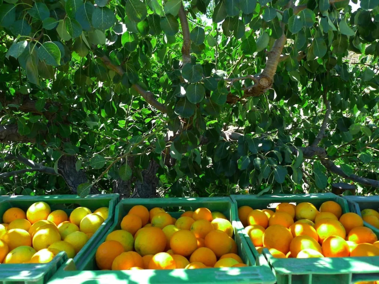 La Joya del Valle de Ricote