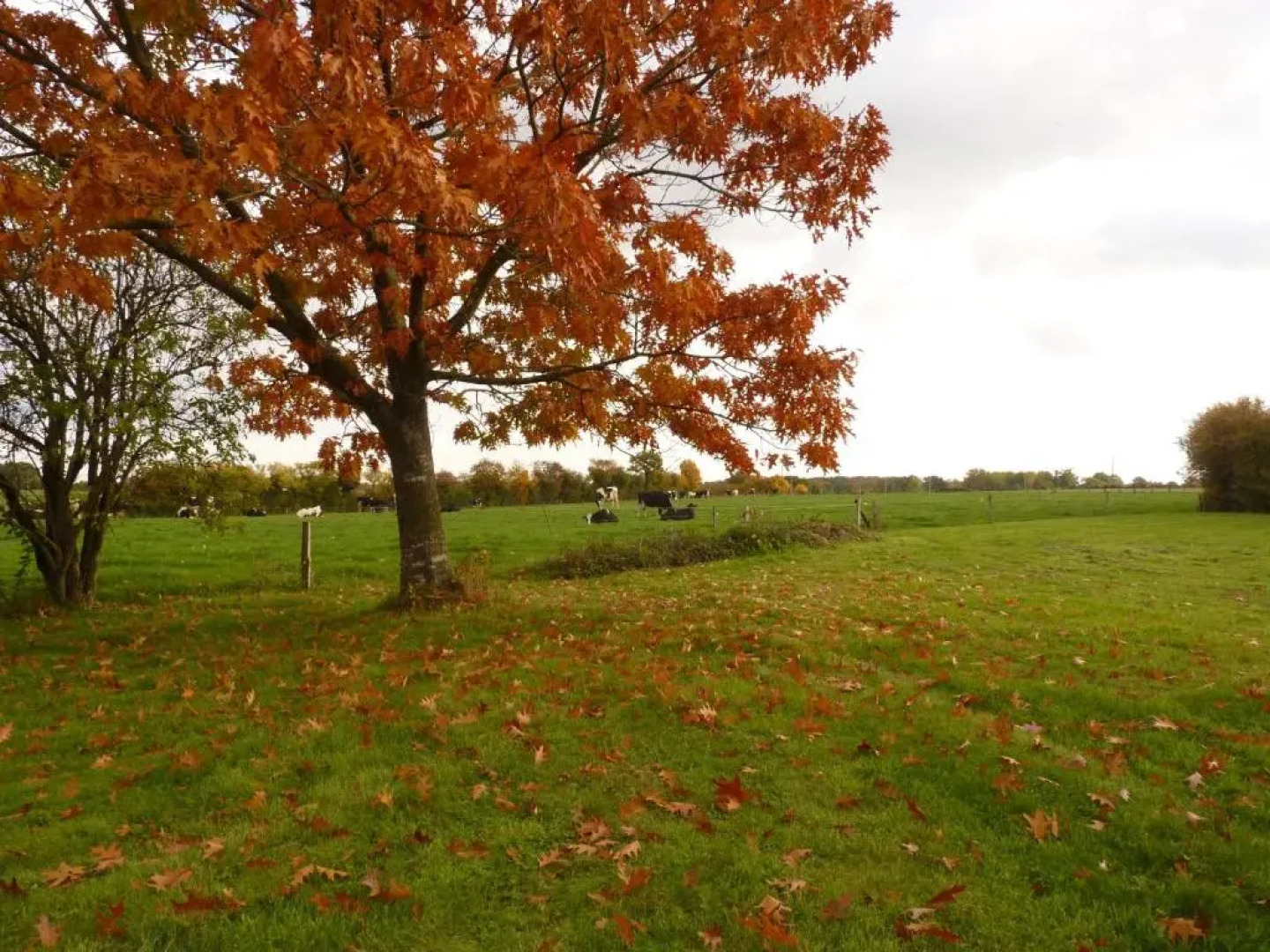 Gîte Montreuil-le-Henri, 5 pièces, 10 personnes - FR-1-410-184