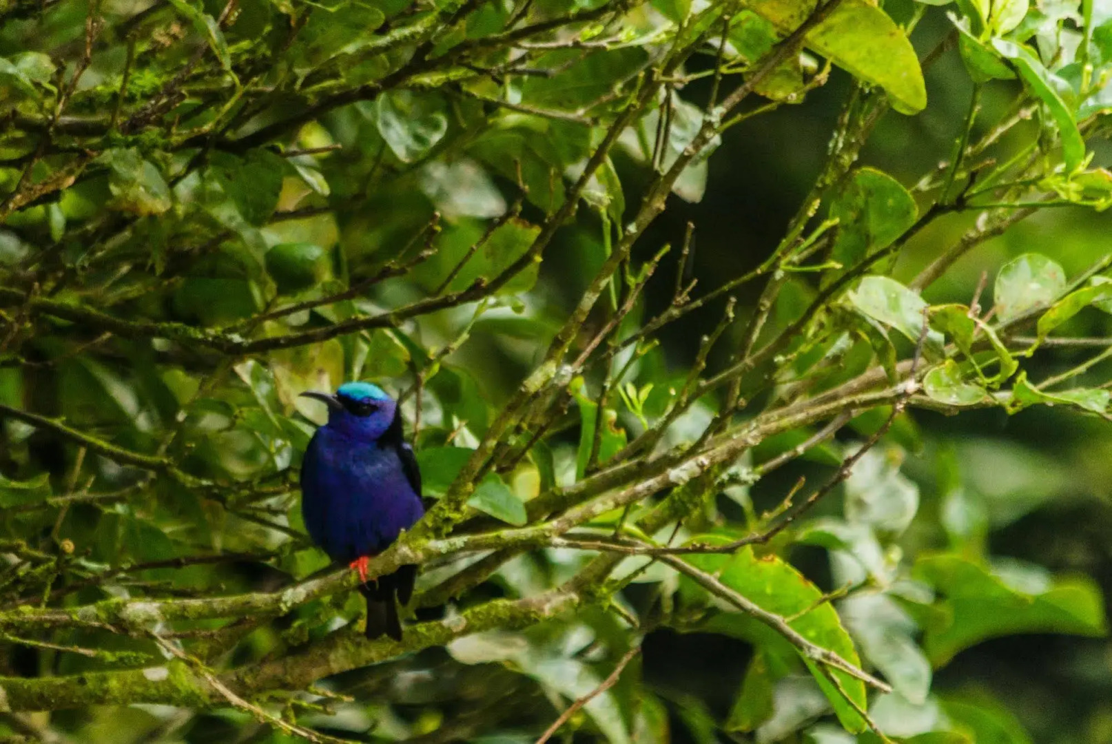 Hotel Holístico Monteverde