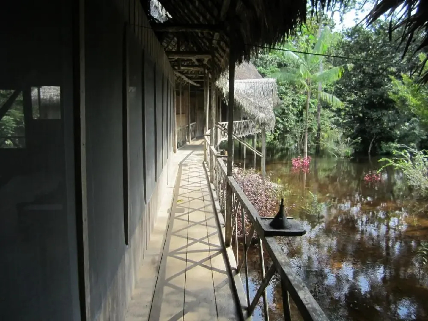 Jungle Wolf Expeditions