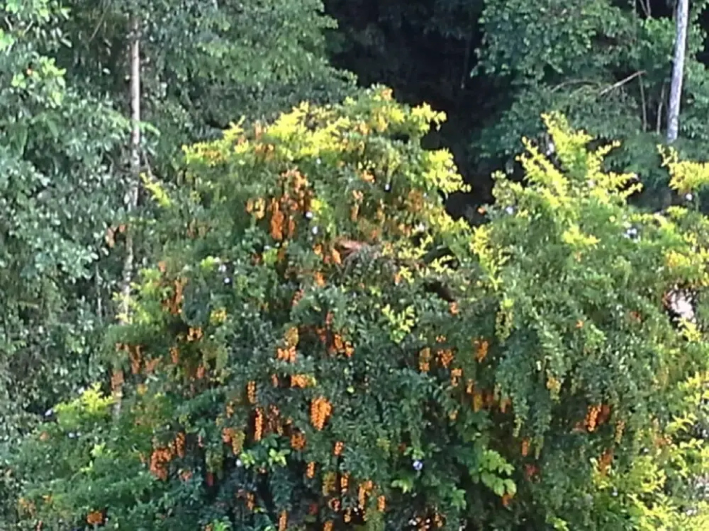 Las Cuevas Beach Lodge