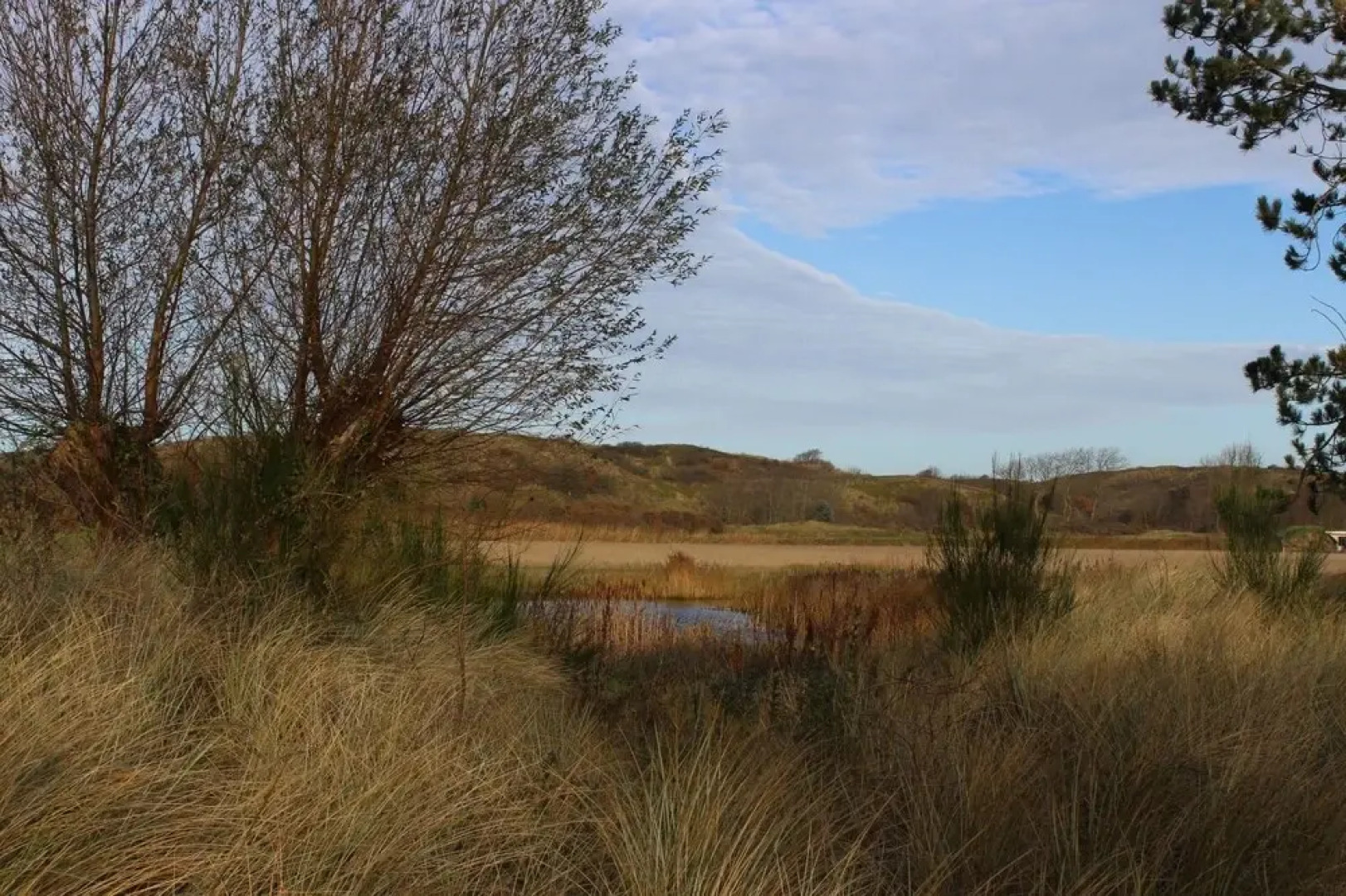Duinroos Egmond nr 16