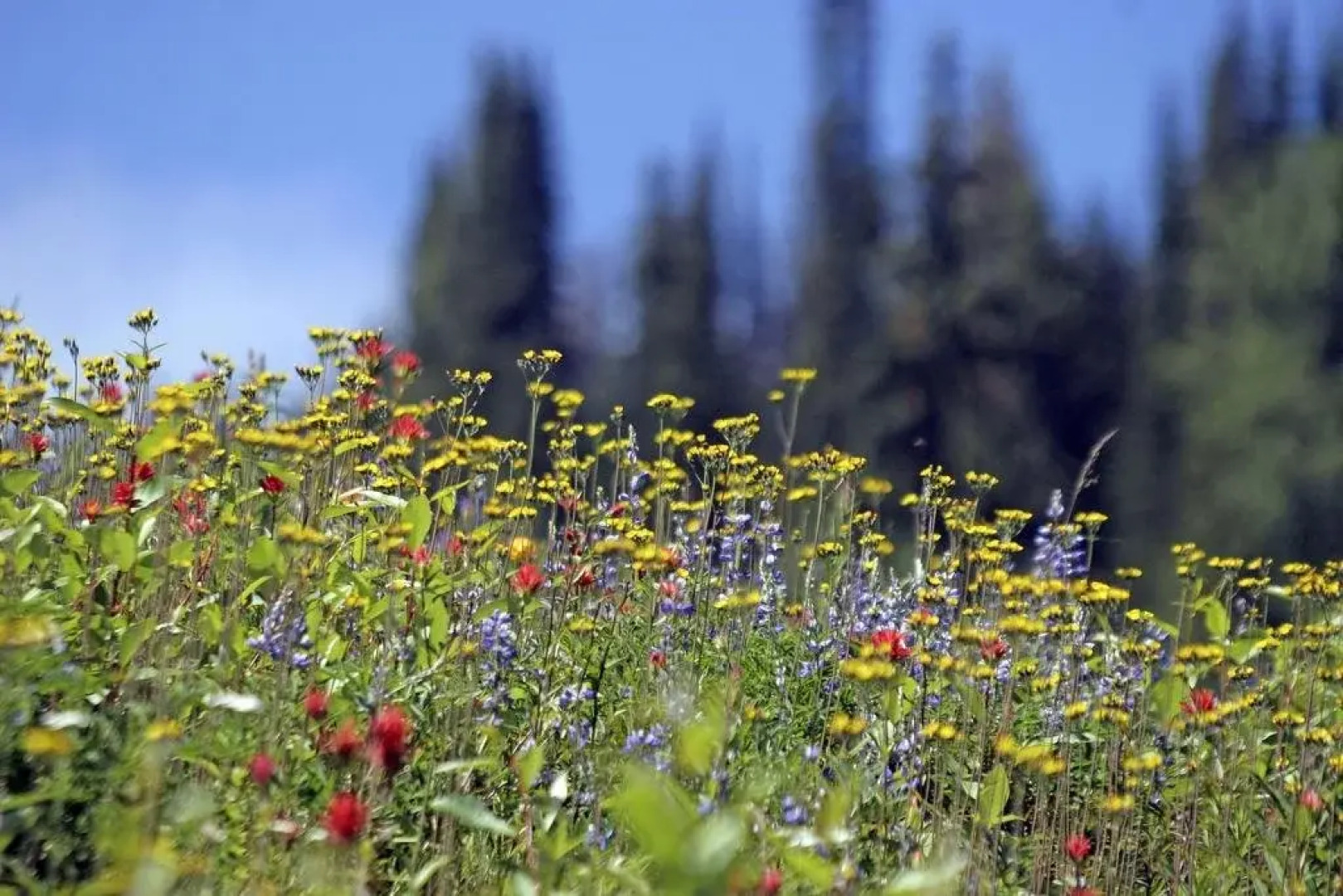 The Pinnacles Suite Hotel