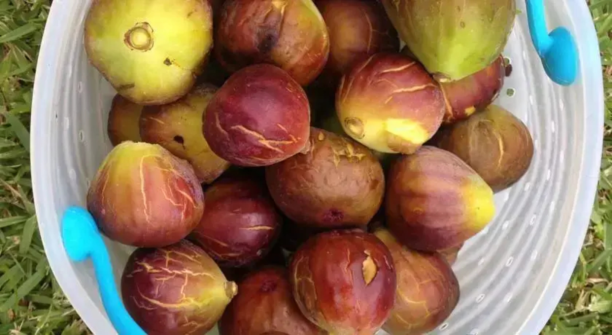 Peppertrees Guesthouse