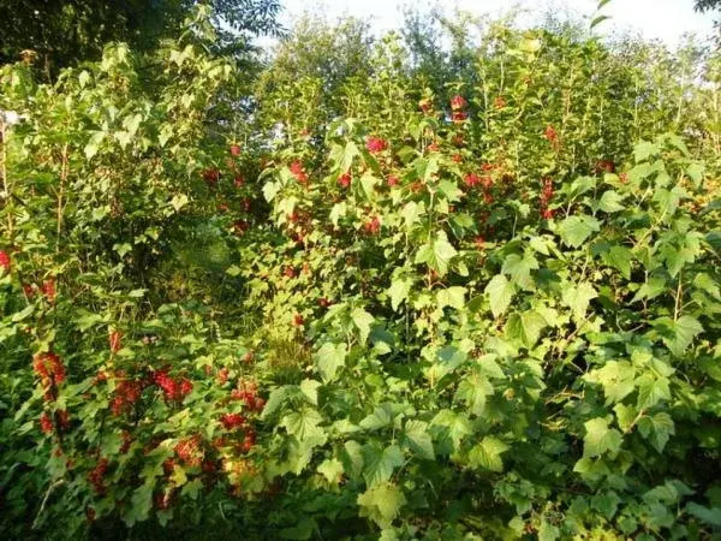 Guest Accommodation Bakic