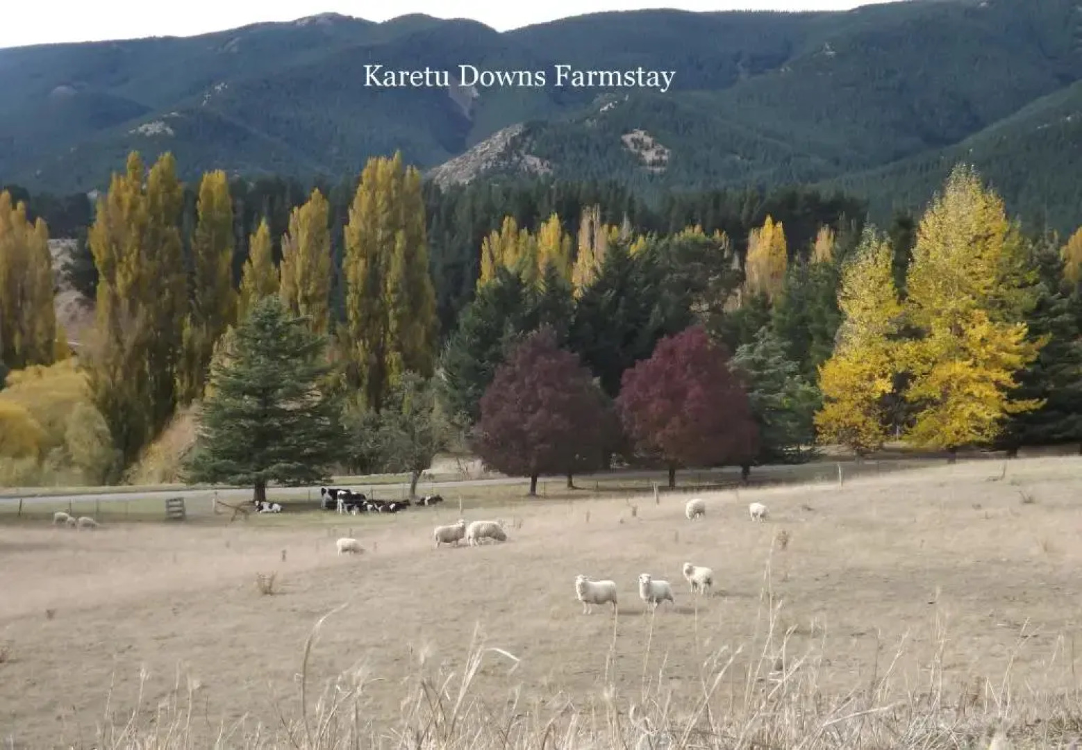 Karetu Downs Farm Stay