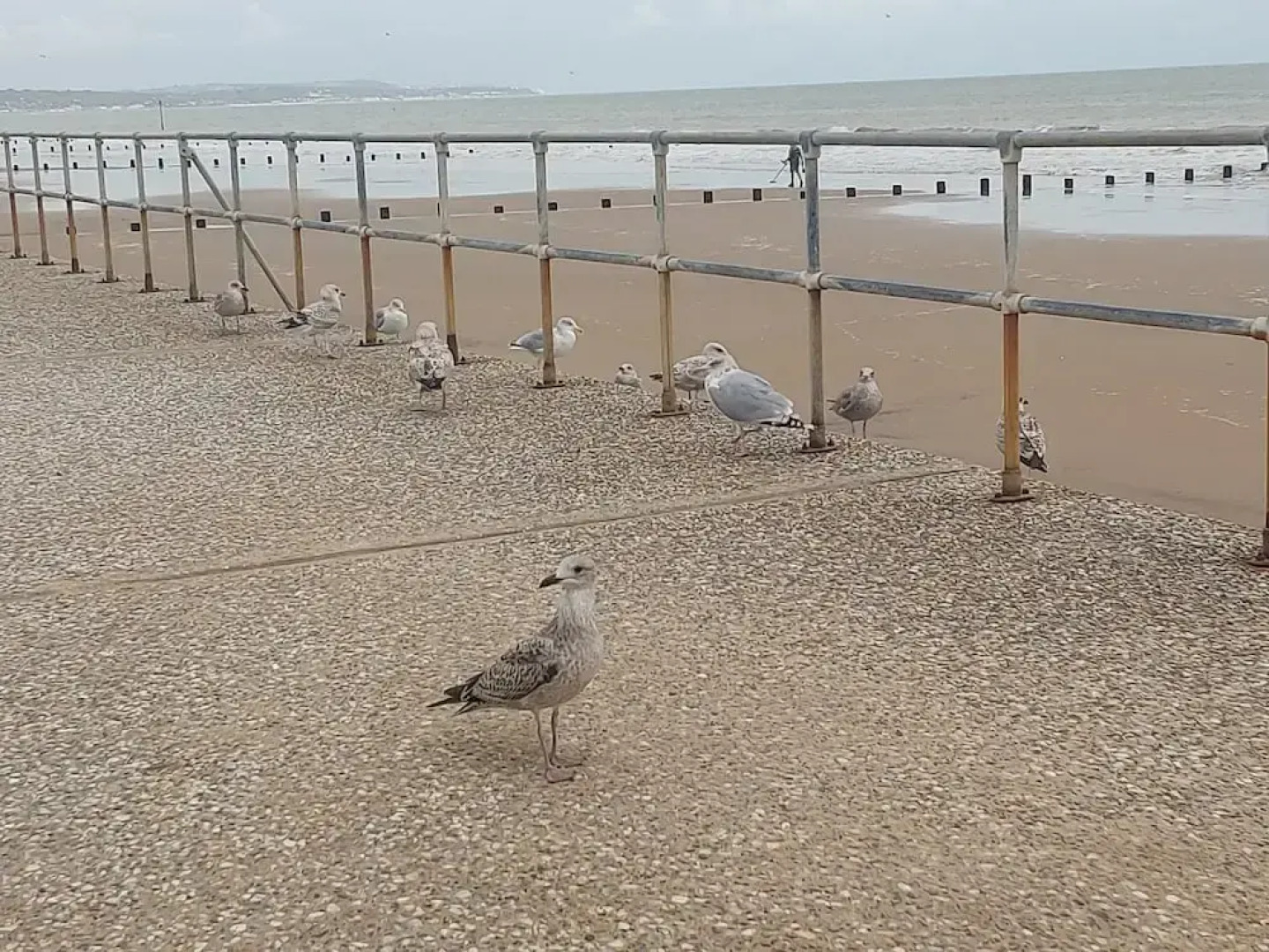 Family Fun 2-bed Caravan Family Romney Marsh