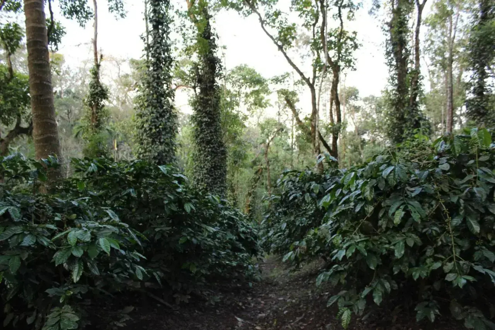 Guddadamane Homestay