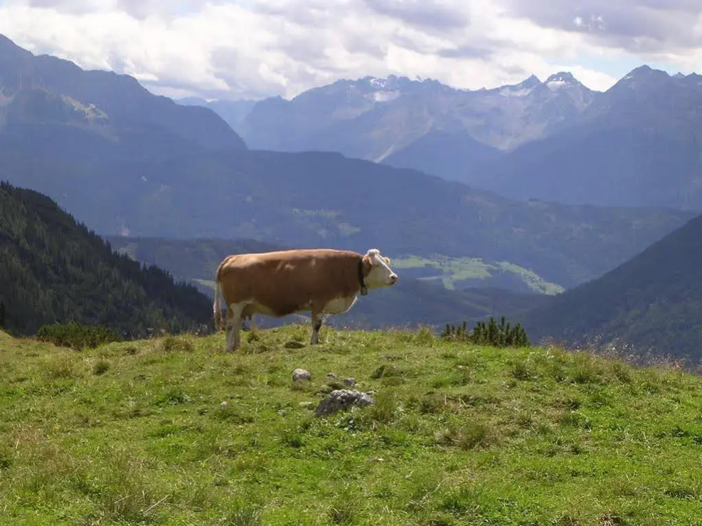 Gasthof Pension Wiesenruh