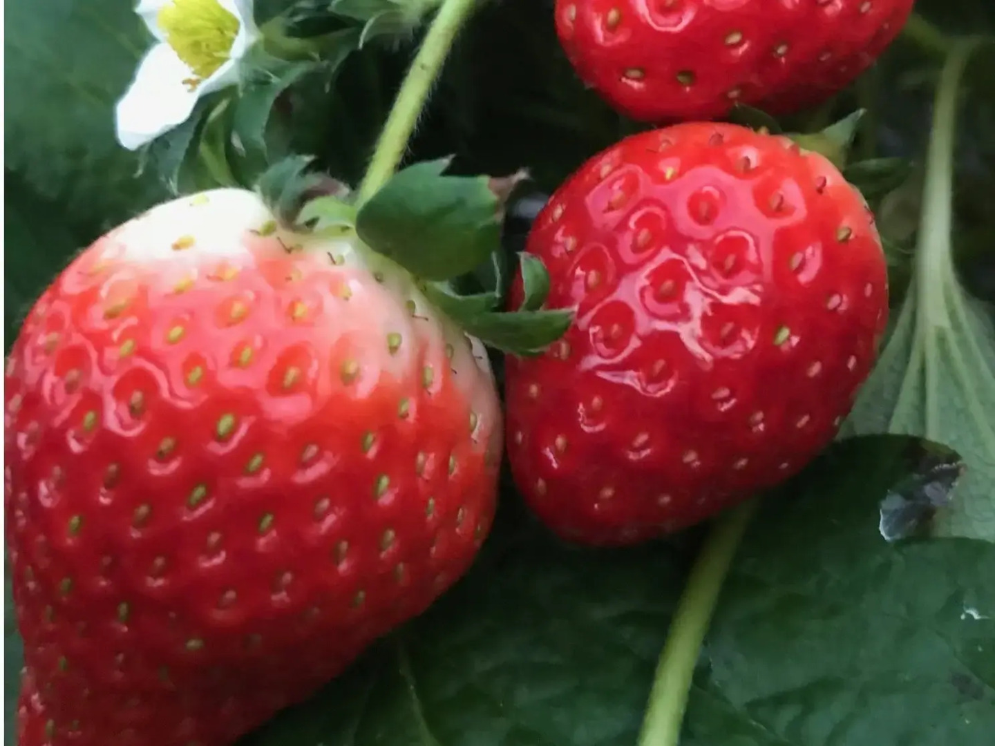 Takayu Onsen Kagetsu Highland Hotel