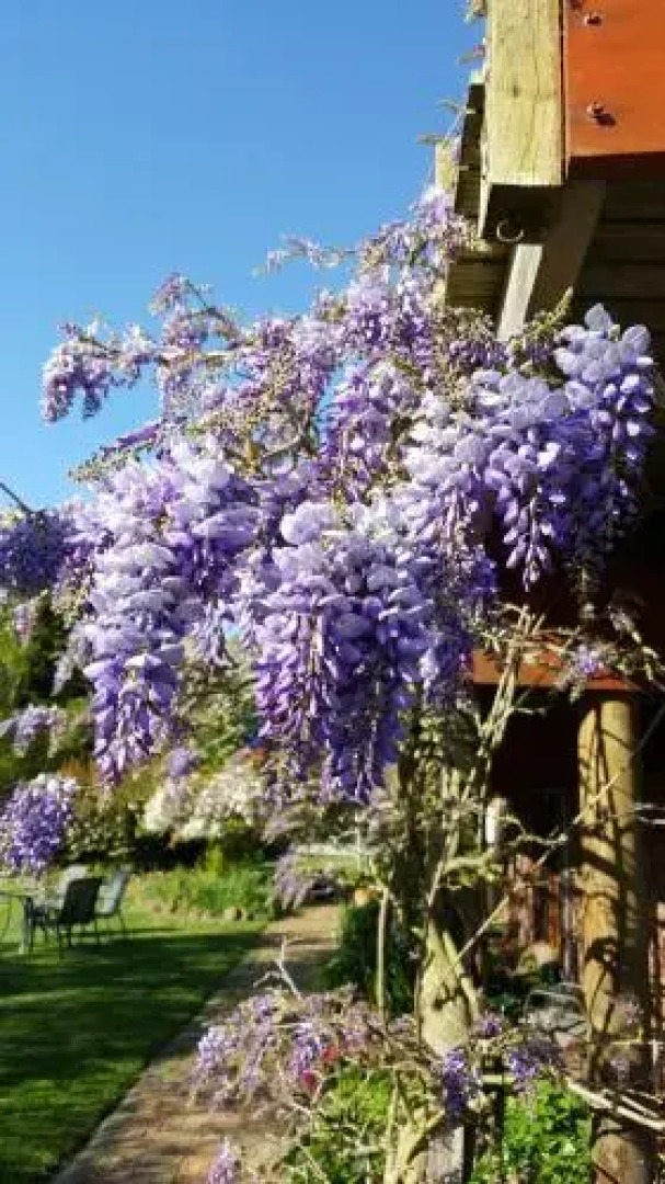 Wisteria Lodge Bed and Breakfast