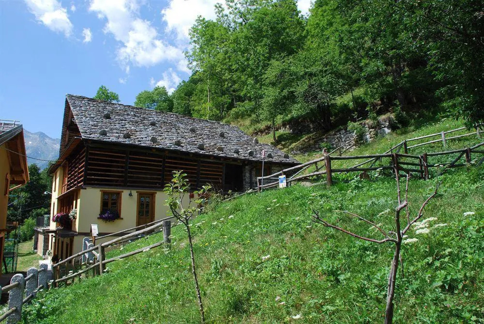 Casalpina Regina Margherita