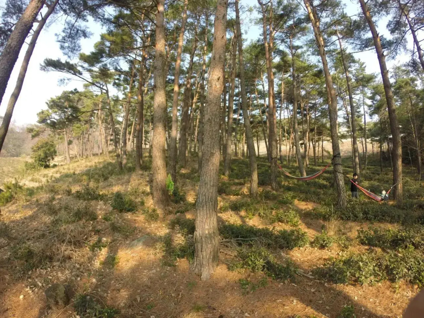 Korean Traditional House - Chungnokdang