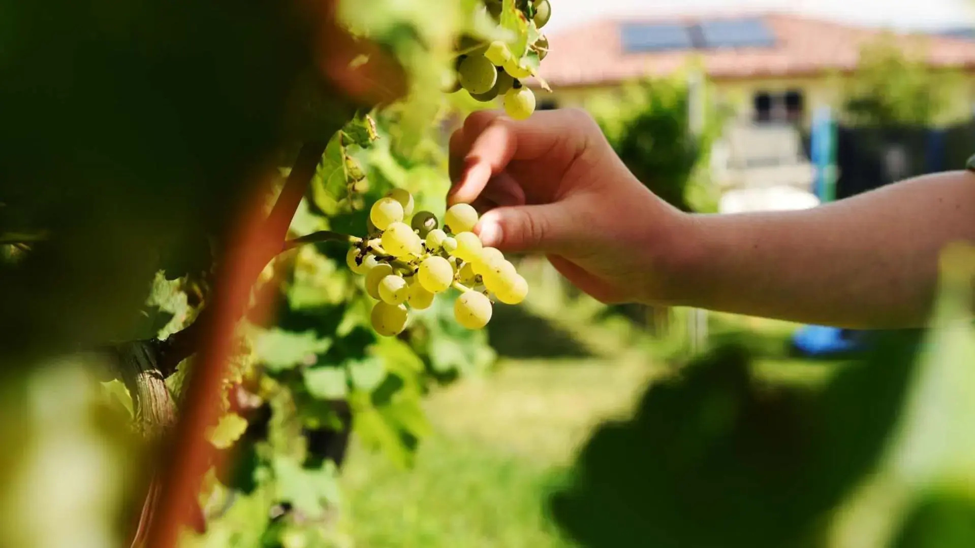 Weingut am Platzl